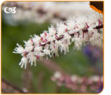 Black cohosh have isoflavones who help to relieve menopause symptoms.