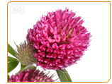 Red clover relieve menopause symptoms and help fight osteoporosis.