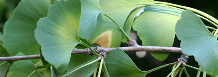 Ginkgo Biloba