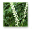 Black Cohosh