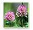 Red Clover