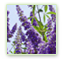 Vitex