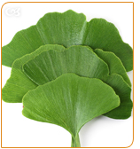 Ginkgo Biloba help to boost the brain's energy