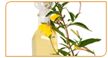 Evening Primrose Oil