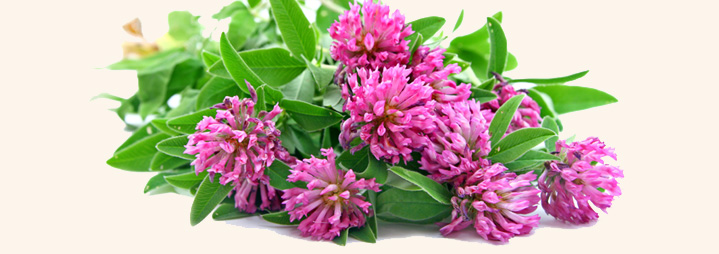 Types of Menopause Herbs