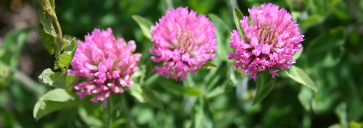 Red Clover