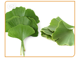 Ginkgo Biloba promotes the health of blood and combats mental fatigue