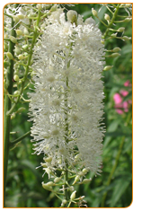 Black Cohosh stems and roots suppresses luteinizing hormone, producing an estrogenic effects