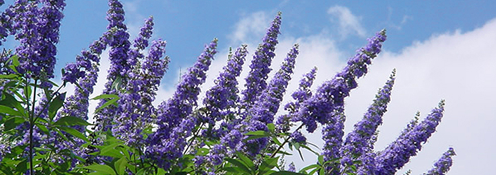 Vitex