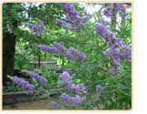 vitex-naturally