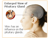 vitex-pituitary