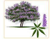 vitex-plant