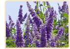 vitex-tree