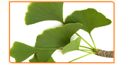 What is the Right Amount of Ginkgo Biloba to Help with My Menopause Symptoms?