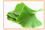 Which Menopause Symptoms Can Ginkgo Biloba Treat?